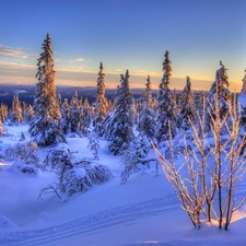 Mountains, winter, sun, Spruces, west