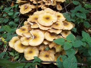 mushrooms, nettle