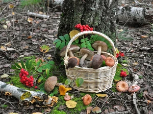 Plant, basket, viewes, mushrooms, forest, trees, litter