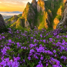 Flowers, purple, South Korea, Rhododendron, Wolchulsan National Park, rocks, Mountains, Meadow
