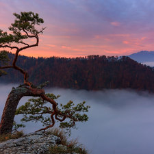 mount, Sunrise, Pieniny National Park, Sokolica, rocks, Fog, pine, Pieniny, Mountains, trees, Poland