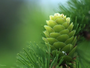 needle, larch, cone