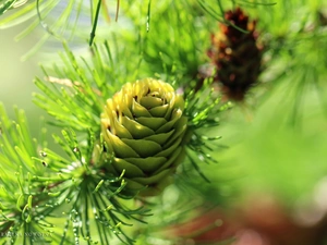 needle, larch, cone
