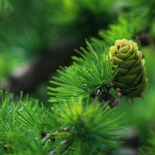 needle, cone, larch