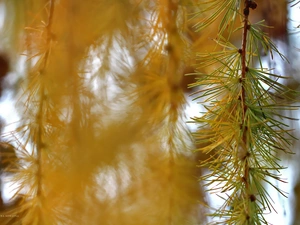 larch, Yellow, needle, twig