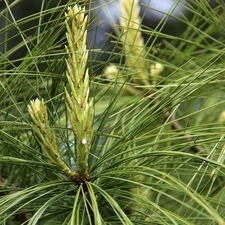 needle, spruce, Longs