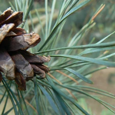 needle, cone, pine