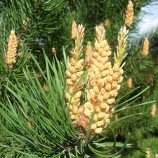 needles, Blossoming, pine