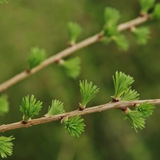 needles, larch, young