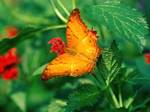 nettle, Orange, butterfly