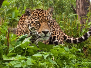 nettle, Leopards, forest