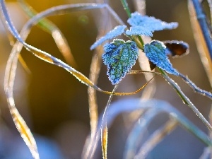 White frost, grass, nettle