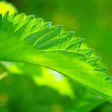 nettle, Green, leaf