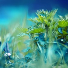 nettle, grass, leaves