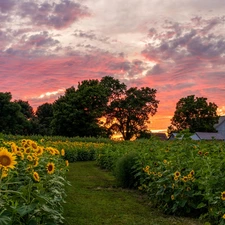Nice sunflowers, trees, Great Sunsets, viewes, clouds, Flowers, Field, Houses