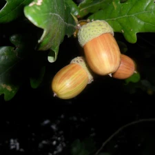 oak, Magnificent, Acorns