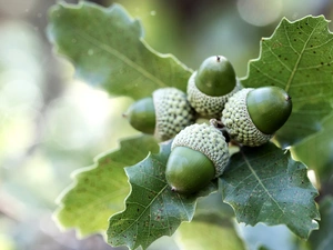 oak, Acorns