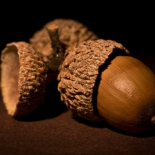 oak, Acorns, Fruits