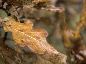 leaf, wet, autumn, oak