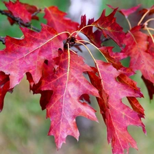 oak, Red, Leaf