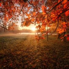 trees, autumn, viewes, oak, rays of the Sun, lake, Leaf, Fog, branch pics