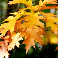 oak, Yellow, Leaf