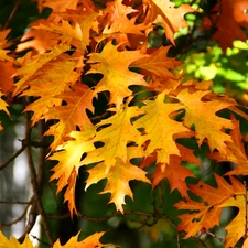 oak, Yellow, Leaf