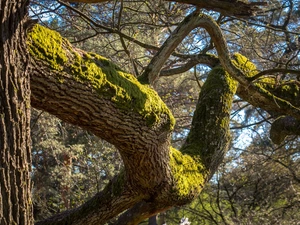trees, mossy, branches, oak