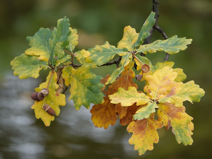 twig, Leaf, Acorns, oak