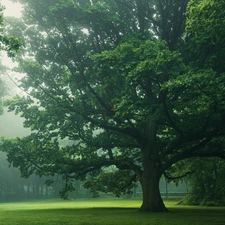 trees, oak, viewes, Fog, trees