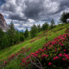 viewes, Mountains, dark, rhododendron, Falzarego Pass, Italy, Province of Belluno, trees, Dolomites, Hill, clouds