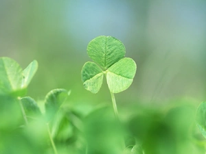 green ones, clover, background, leaves