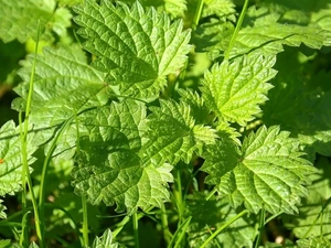 Leaf, nettle, green ones
