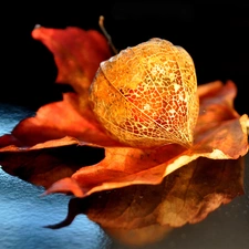Orange, leaf, physalis, bloated, autumn