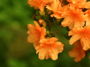 twig, flowers, rhododendron, orange