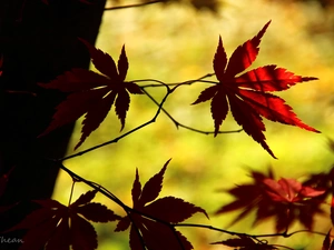 Maple Palm, Leaf, autumn, Red