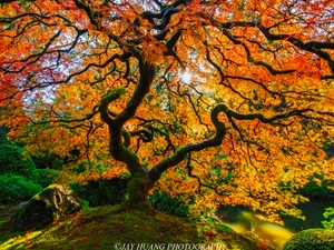 trees, autumn, rays of the Sun, Maple Palm