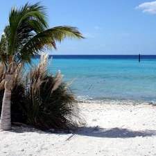 Palm, Beaches, water
