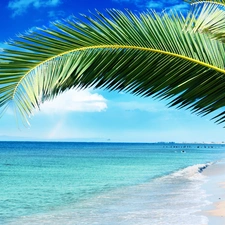Beaches, leaf, Palms, sea