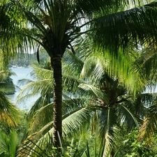 beatyfull, Palms