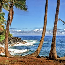 Palms, sea, coast