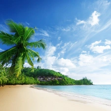 Palms, sea, coast
