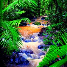 Palms, stream, forest