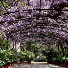 Garden, wistaria, Palms, japanese