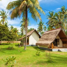 Houses, Palms