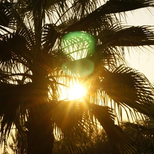 Palms, west, sun