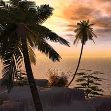 Palms, tropic, sun, Ocean, west