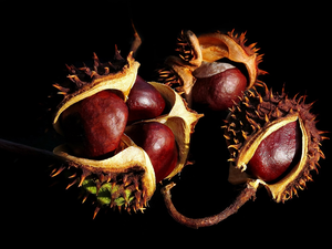 Dark Background, chestnuts, parings