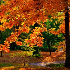 Park, trees, autumn
