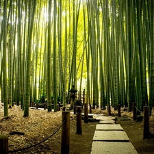 Park, exotic, bamboo